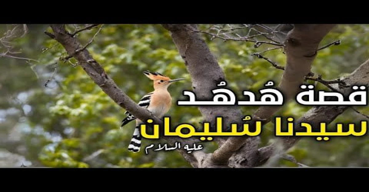 قصة هدهد سليمان