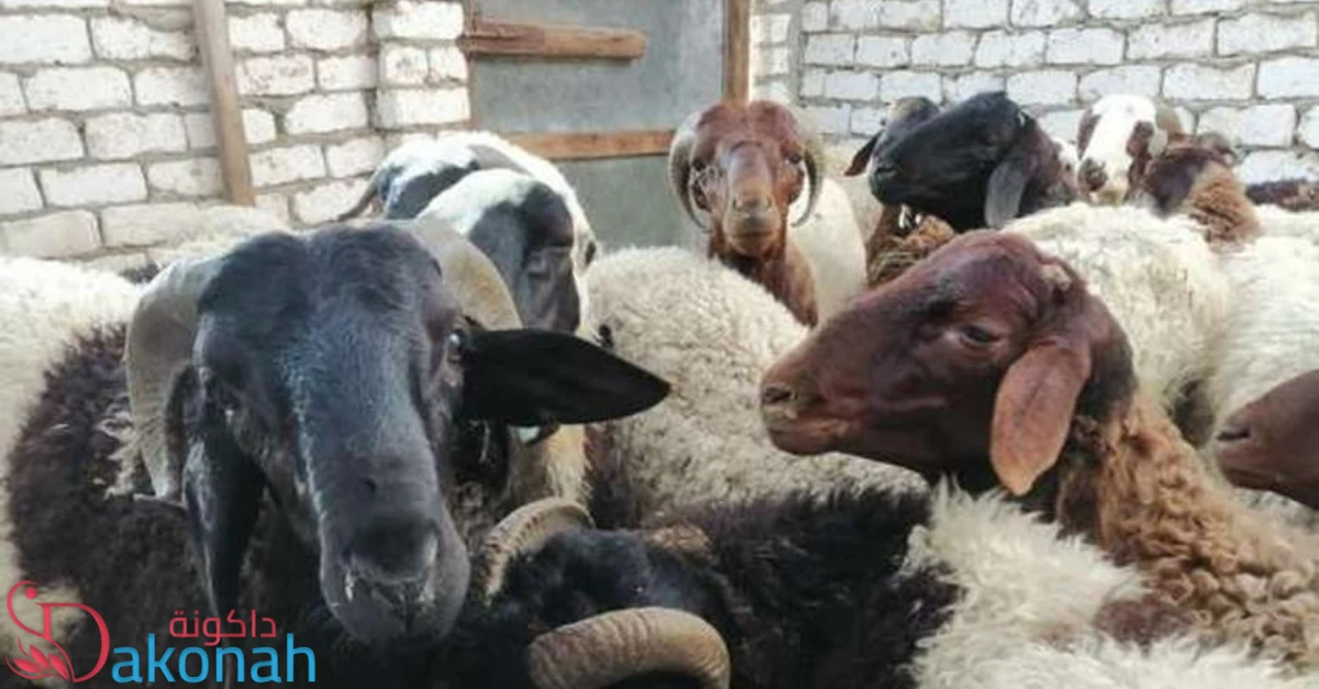 أسعار الاضاحي هذا العام 2024 في مصر والسعودية